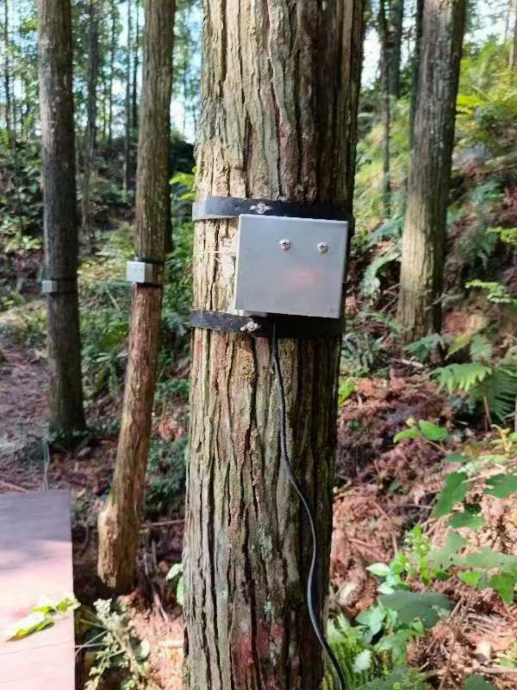 樹木生長監測系統